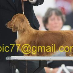Deano - Dachshund