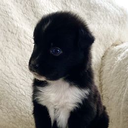 Australian Shepherd Puppies from Australian Shepherds of Rising Moon Acres