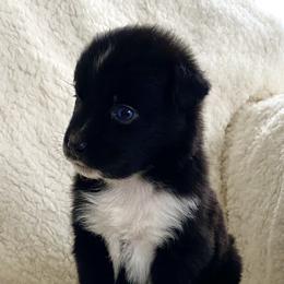 Australian Shepherd Puppies from Australian Shepherds of Rising Moon Acres
