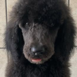 Poodles from Karen Pehrson