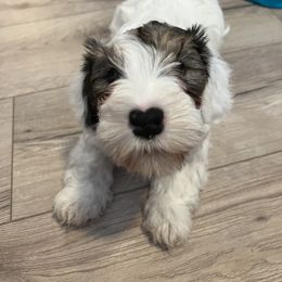 Girl 1 - Sealyham Terrier puppy in Fort Collins, Colorado from Altaco