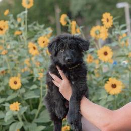 Girl 6 - female German Shepherd puppy in Loveland, Colorado from Coal Creek Shepherds