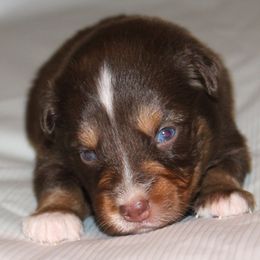 Rusty  red tri male - Red tri-color male Australian Shepherd puppy in Cookeville, Tennessee from Spring Creek Aussies