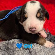 Dark blue girl - Black, white and red Greater Swiss Mountain Dog puppy in Hockessin, Delaware from Simply Swissies