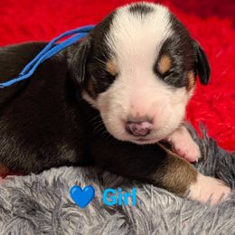 Dark blue girl - Black, white and red Greater Swiss Mountain Dog puppy in Hockessin, Delaware from Simply Swissies