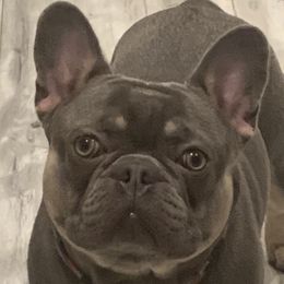 Blaze - French Bulldog