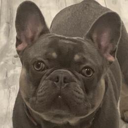 Blaze - French Bulldog
