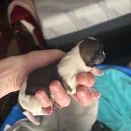 Girl 1 - Black gold and white female Shih Tzu puppy in Dunlap, Tennessee from Beards of Glory