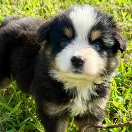 Lavender - Black tri female Miniature American Shepherd puppy in Gatesville, Texas from Southern Promise Aussie’s