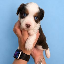Magnolia - Red & white female Toy Australian Shepherd puppy in Princeton, Louisiana from Legacy Hill Aussies