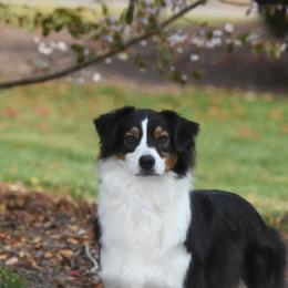 Evie - Australian Shepherd