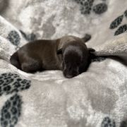 Khaleesi x Vermy 4 - Dark brown female Xoloitzcuintli puppy in Hico, Texas from Amayla Kennels