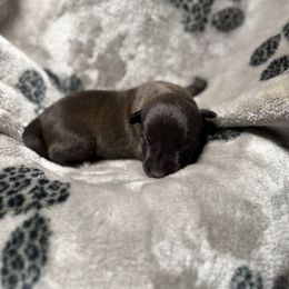 Khaleesi x Vermy 4 - Dark brown female Xoloitzcuintli puppy in Hico, Texas from Amayla Kennels