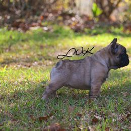 French Bulldog and Pembroke Welsh Corgi Puppies from Little Women's Frenchies & Corgis