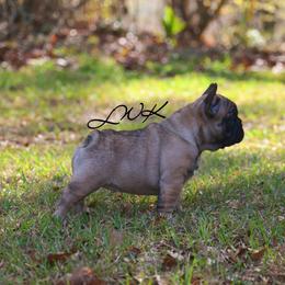 French Bulldog and Pembroke Welsh Corgi Puppies from Little Women's Frenchies & Corgis