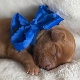 Blueberry - Dark golden male Golden Retriever puppy in Moses Lake, Washington from Dune Lakes Goldens