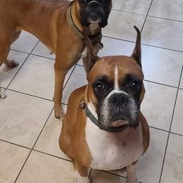 Boxers from Bee'Em Sea Kennel