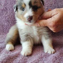 Shetland Sheepdog Puppies from Hawks Acres Shetland Sheepdogs
