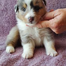 Shetland Sheepdog Puppies from Hawks Acres Shetland Sheepdogs