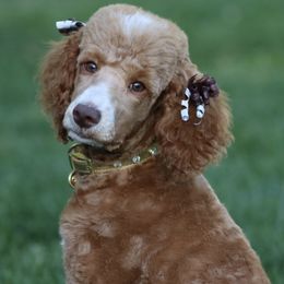 Australian Labradoodles, Goldendoodles, and Poodles from Valencia Poodles and Doodles