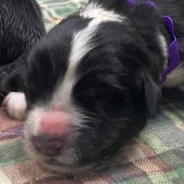 Purple Girl - Newfoundland puppy from Latin of Course Newfoundlands