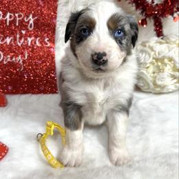 Herbie - Blue merle male Australian Shepherd puppy in Vail, Iowa from Homegrown Huskies