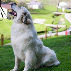 Great Pyrenees from Maple Way
