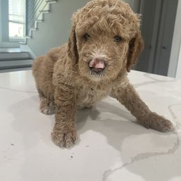 Goldendoodle Puppies from Goldendoodle’s Love
