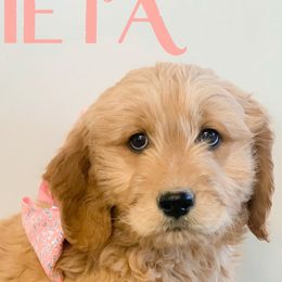 Girl 3 - Goldendoodle puppy in Kanaraville, Utah from Bundy Farm