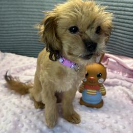 Jelly - Brown female Shihpoo puppy in Howard City, Michigan from Petite Joie Puppies