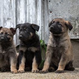 German Shepherd Puppies from Sonnenhügel Shepherds