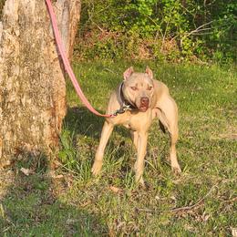 Billie Jean - American Pit Bull Terrier