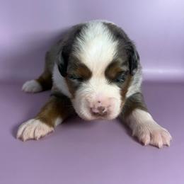 Messi - Blue merle male Miniature American Shepherd puppy in New Boston, New Hampshire from Painted Pup Australian Shepherds