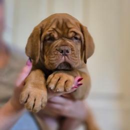 Green Girl - Red female Dogue de Bordeaux puppy in Michigan from Boondocks Bordeaux