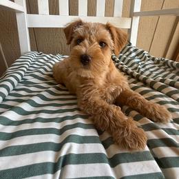 Chai (green collar) - Wheaten male Miniature Schnauzer puppy in Fort Worth, Texas from Sissy’s Schnauzers