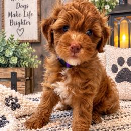 Glory - Purple Collar - Apricot female Goldendoodle puppy in Huntsville, Alabama from Falcon Ridge Doodles