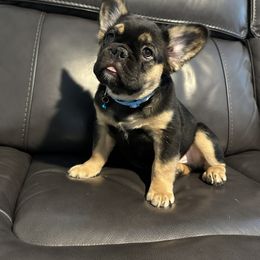 French Bulldog Puppies from Chanel & Co Frenchies