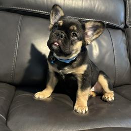 French Bulldog Puppies from Chanel & Co Frenchies