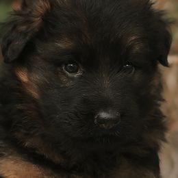 Reba - Black and red female German Shepherd puppy in Herriman, Utah from VMS Shepherds