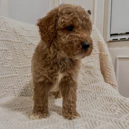 Dallas (Our Lone Star State litter) - Red  male Goldendoodle puppy in Hopkins County, Texas from Boutique Doodles