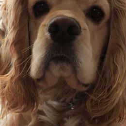 Cocker Spaniels from Rada's Puppies
