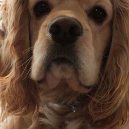 Cocker Spaniels from Rada's Puppies