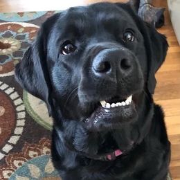 Bertie - Labrador Retriever