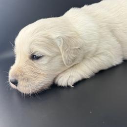 Sophie - Light golden female Golden Retriever puppy in Marshfield, Missouri from Charm Puppies