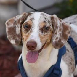 Hazel - Dachshund