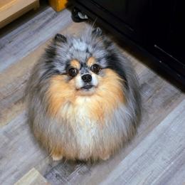 Pomeranian Puppies from Pomeranians
