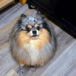 Pomeranian Puppies from Pomeranians