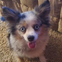 Miniature Australian Shepherds and Toy Australian Shepherds from Schwandt Toy Mini Aussies