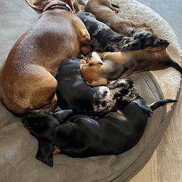 Dachshund Puppies from Witchy Woman’s Wiener’s