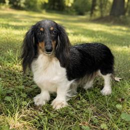 Caroline - Dachshund